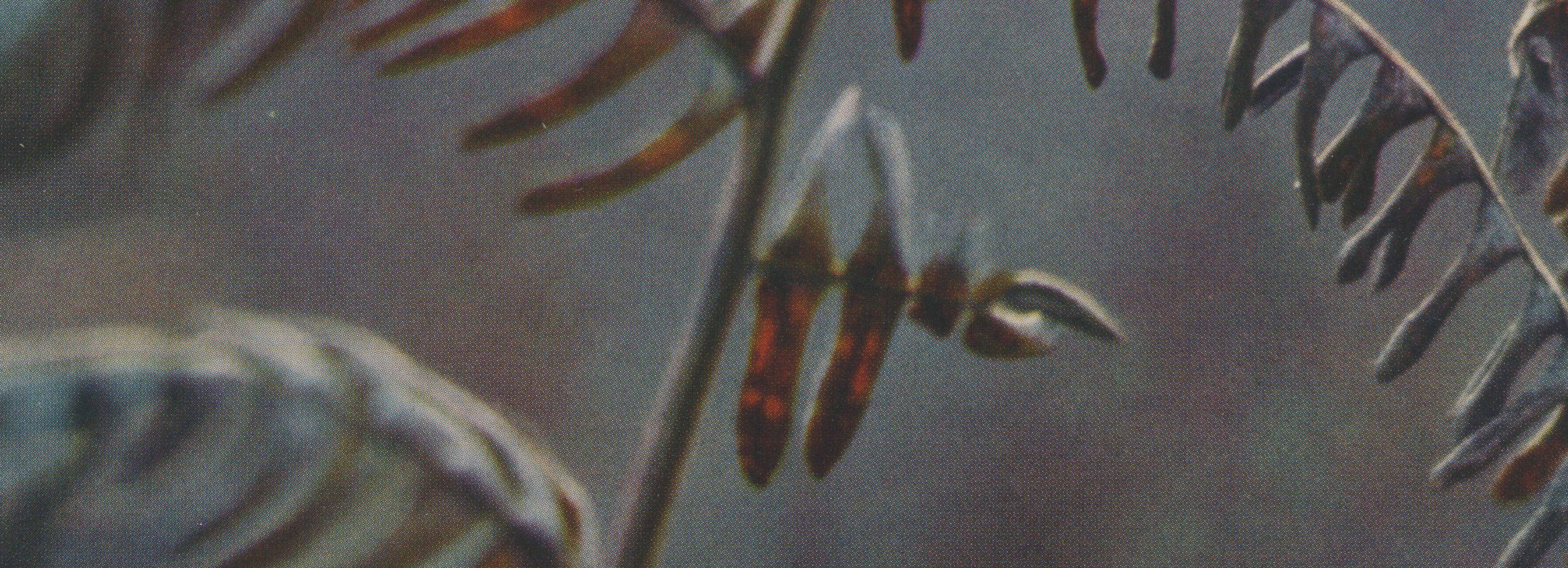 Aesop Banner