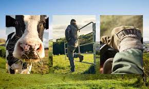 DAIRY FARM Banner
